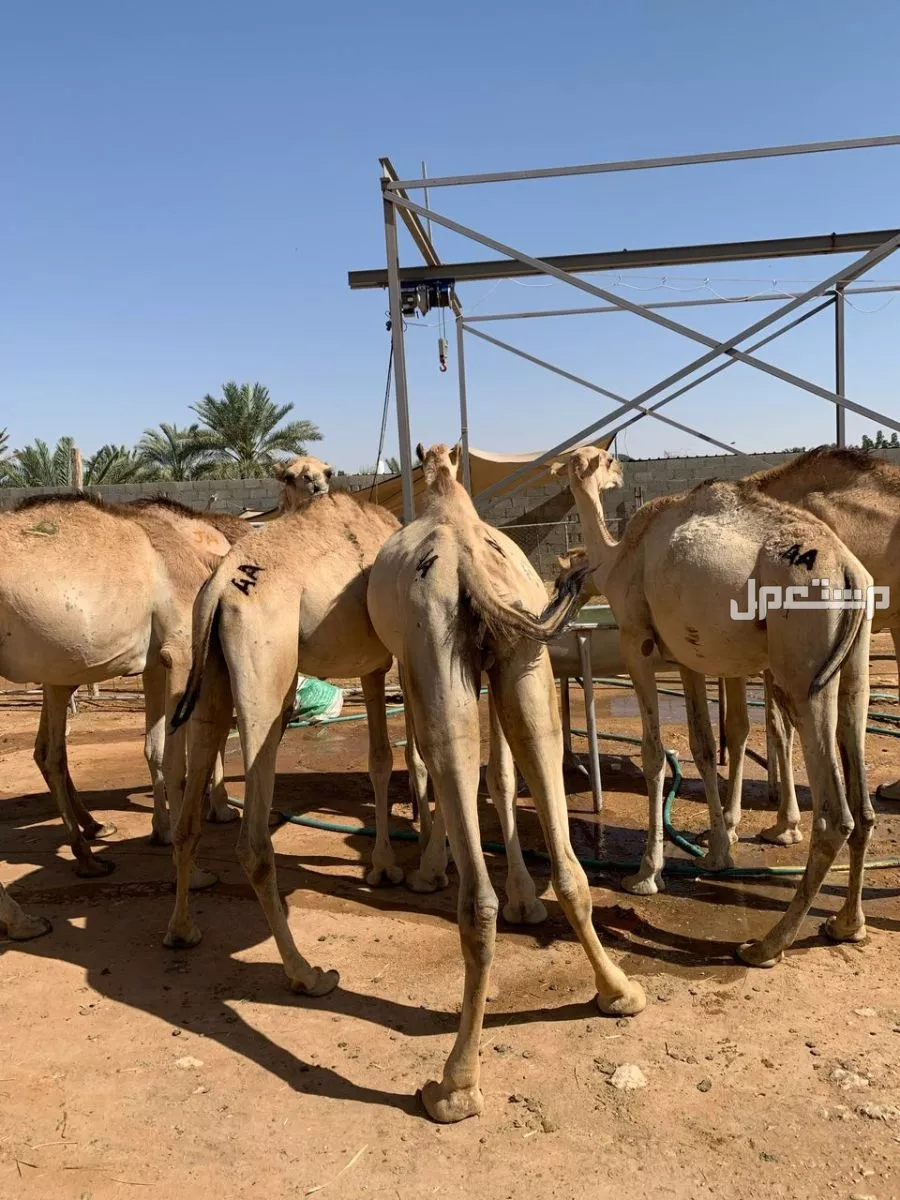 قعدان صومالي نخب أول تربية في الخرج بسعر 3300 ريال سعودي