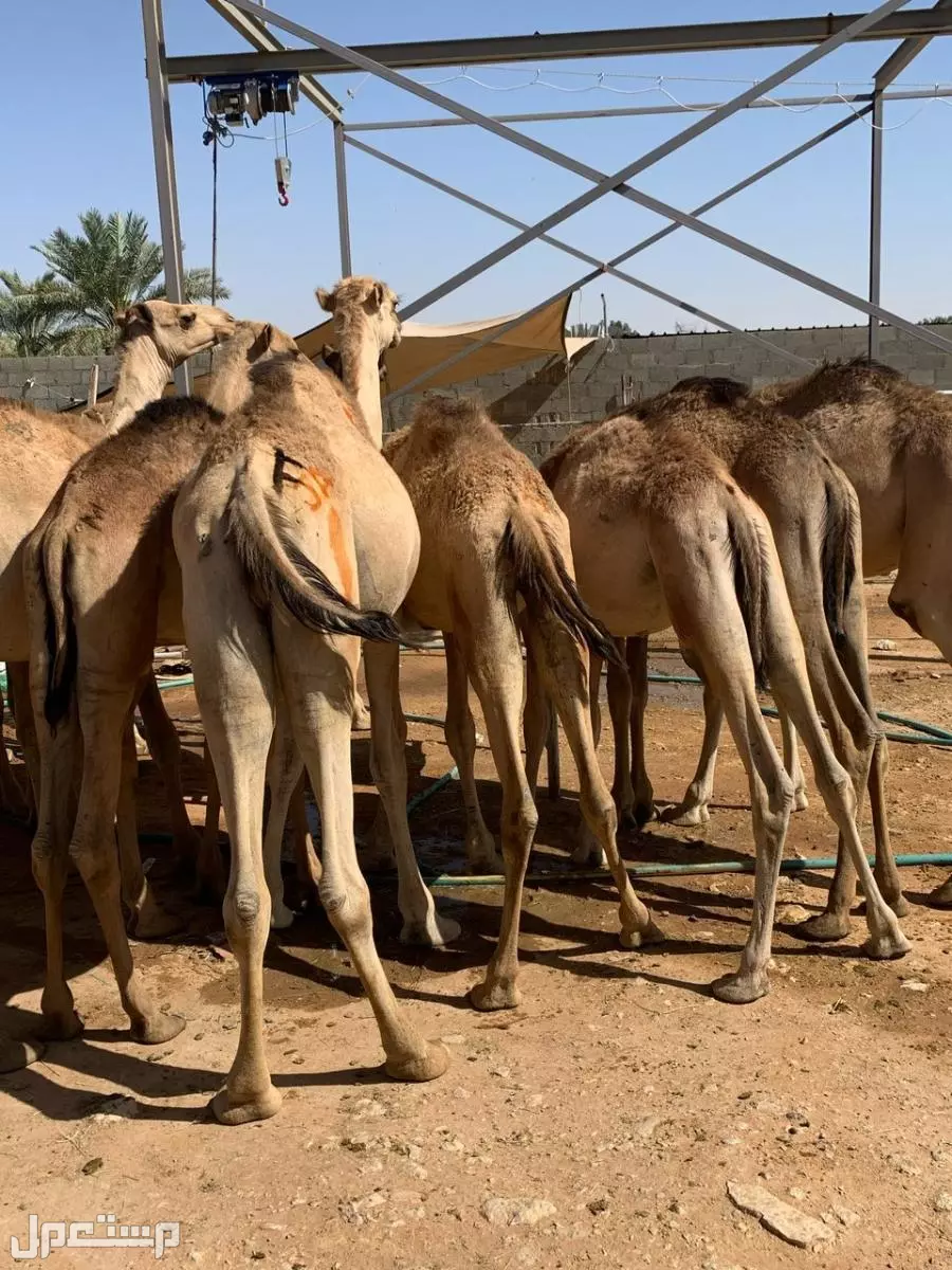 قعدان صومالي نخب أول تربية في الخرج بسعر 3300 ريال سعودي