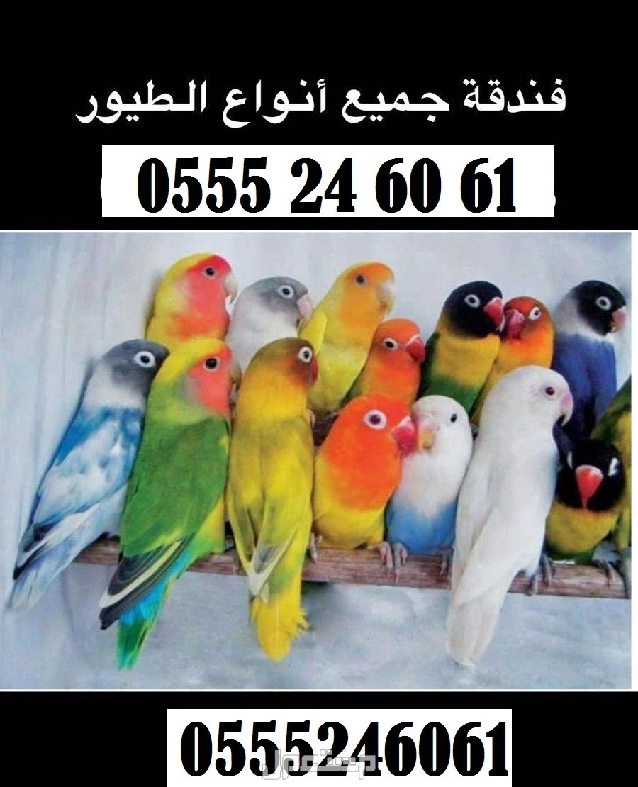 فندقة طيور 61 60 24 0555 وقت انشغالكم - الرياض