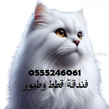 فندقة طيور 61 60 24 0555 وقت انشغالكم - الرياض