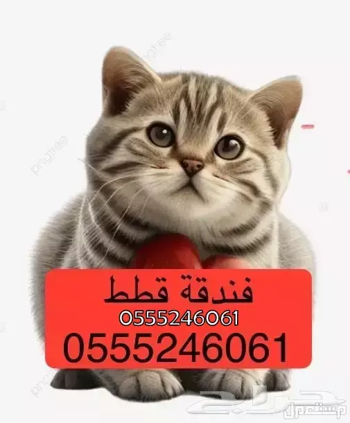 فندقة طيور 61 60 24 0555 وقت انشغالكم - الرياض