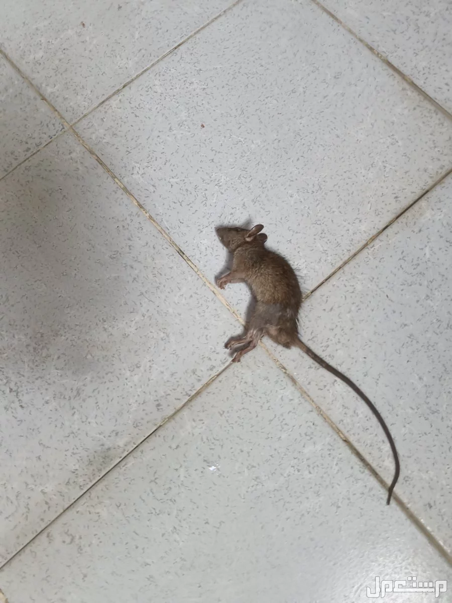 شركة مكافحة حشرات بمكة  في مكة المكرمة مكافحة حشرات بمكة