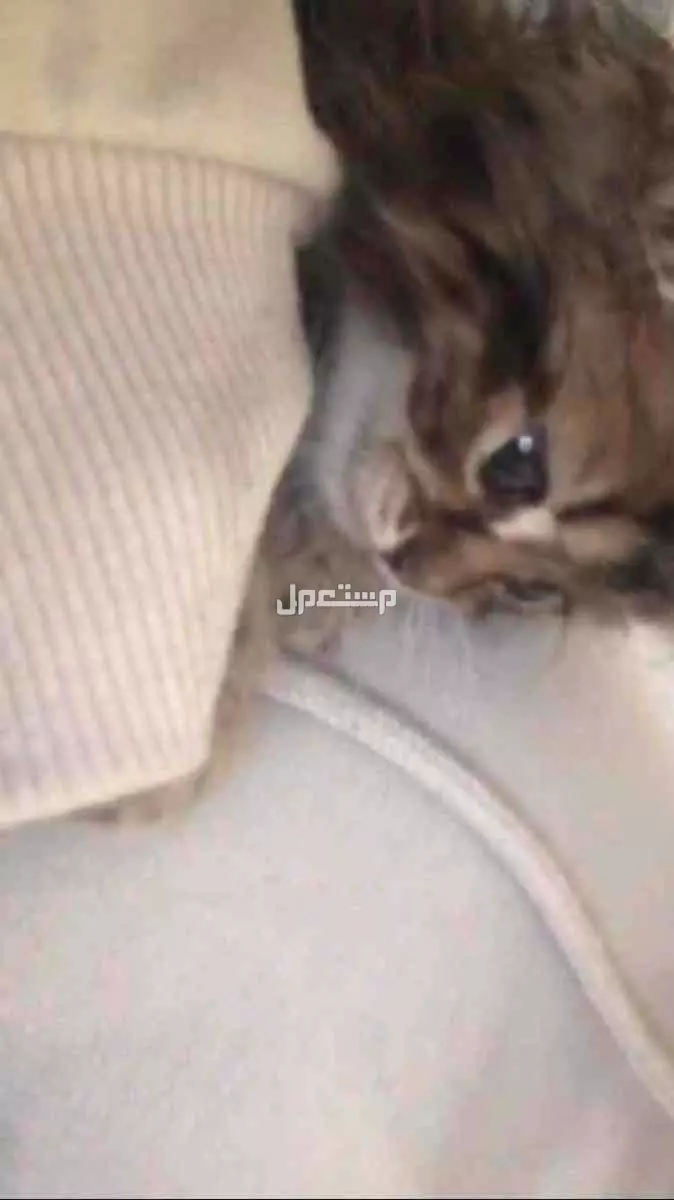 كيتن سكوتش فولد بصحة ممتازة بعمر شهر ونص