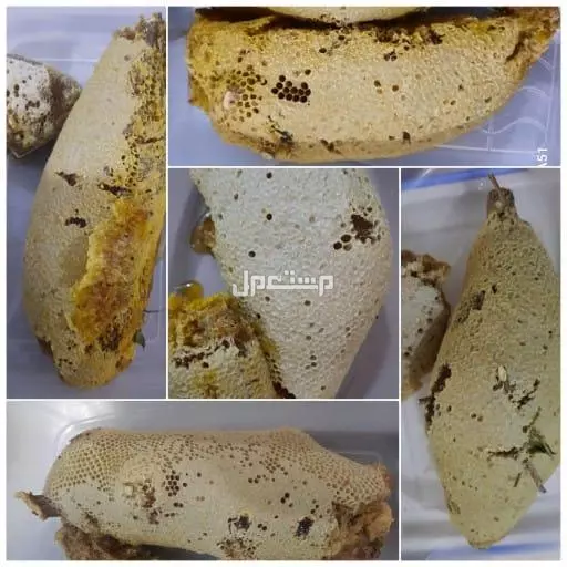 عسل سمره جبلي طبيعي دون تدخل الإنسان حر