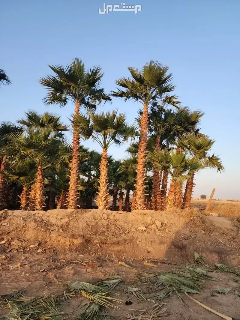 افضل مشاتل نخيل واشنطونياء بأسعار مناسبة نخيل زينه
