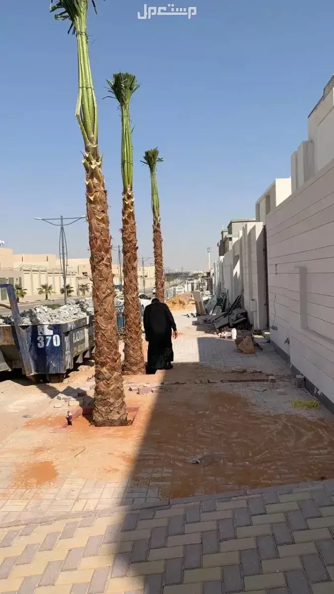 افضل مشاتل نخيل واشنطونياء بأسعار مناسبة زراعة نخيل واشنطن زينه
