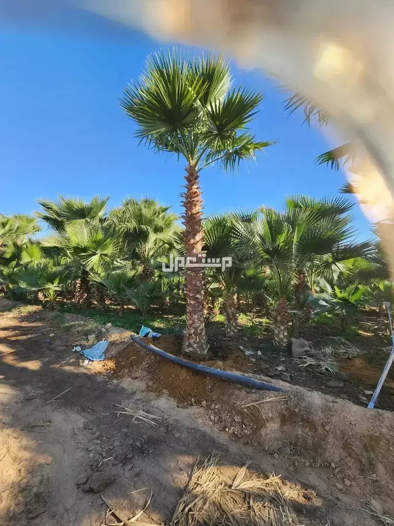 افضل مشاتل نخيل واشنطونياء بأسعار مناسبة
