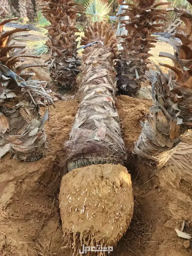 افضل مشاتل نخيل واشنطونياء بأسعار مناسبة