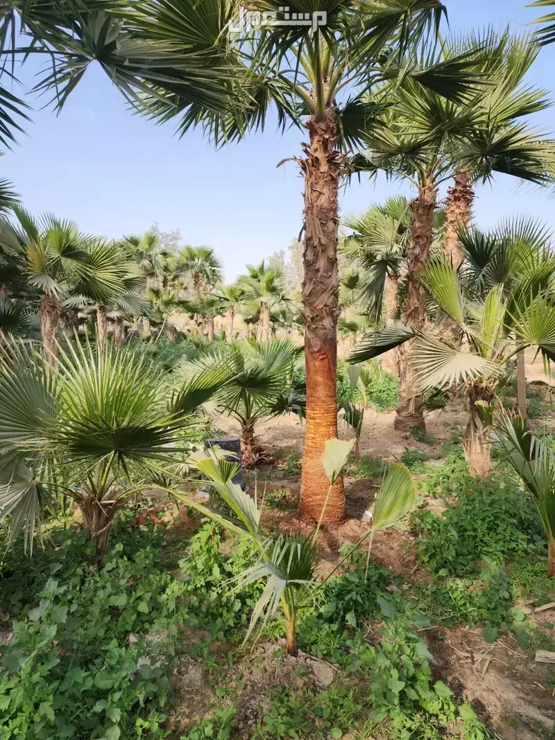 افضل مشاتل نخيل واشنطونياء بأسعار مناسبة