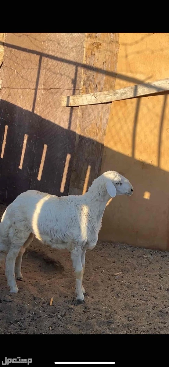خروف حري كفو ويجمل ماشاءالله تبارك الله الخروف ممتاز