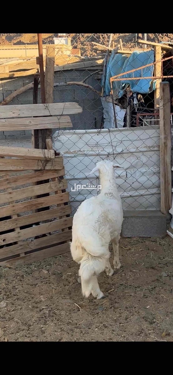 خروف حري كفو ويجمل ماشاءالله تبارك الله الخروف ممتاز
