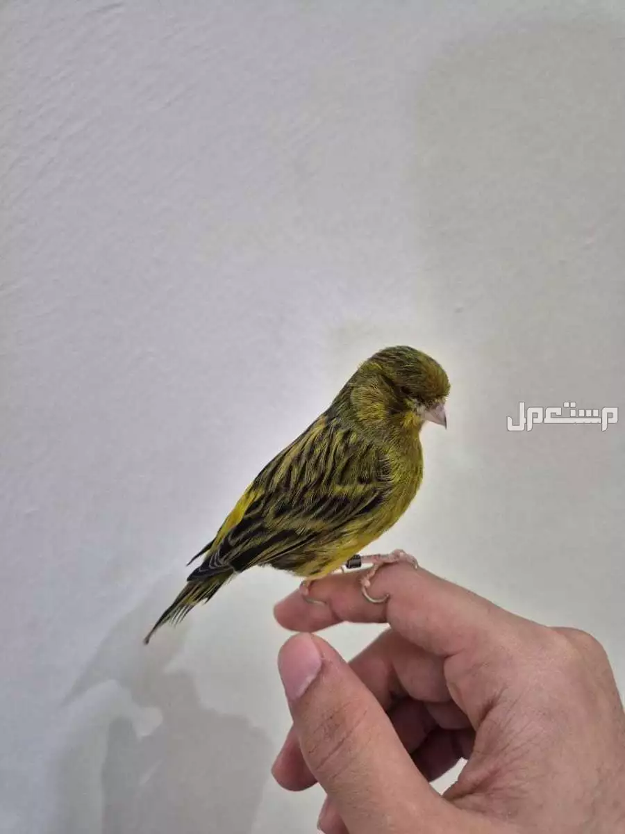 للبيع انثى كناري هولندي اليفه العمر سنه و شهر  في جدة بسعر 200 ريال سعودي
