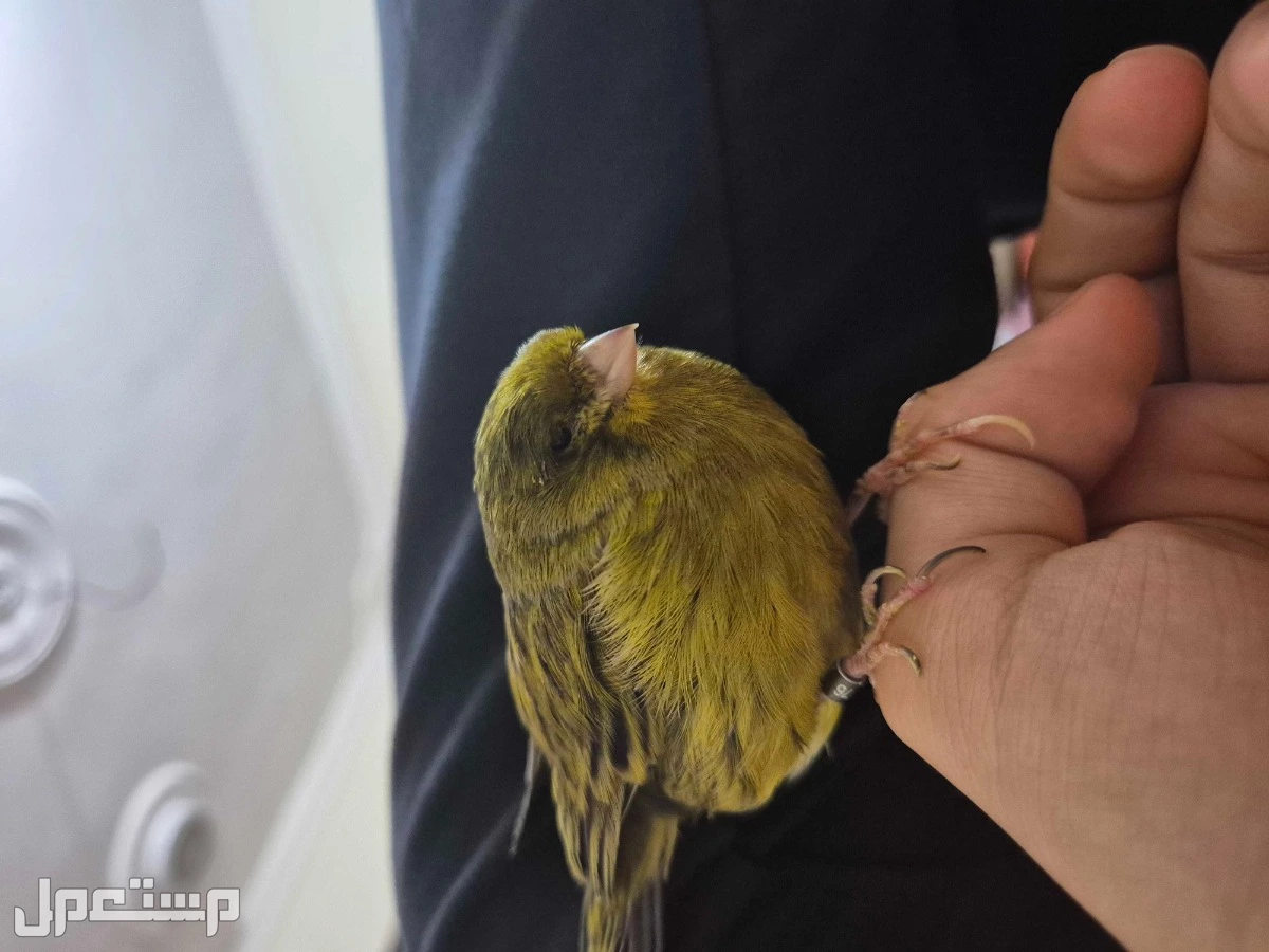 للبيع انثى كناري هولندي اليفه العمر سنه و شهر  في جدة بسعر 200 ريال سعودي