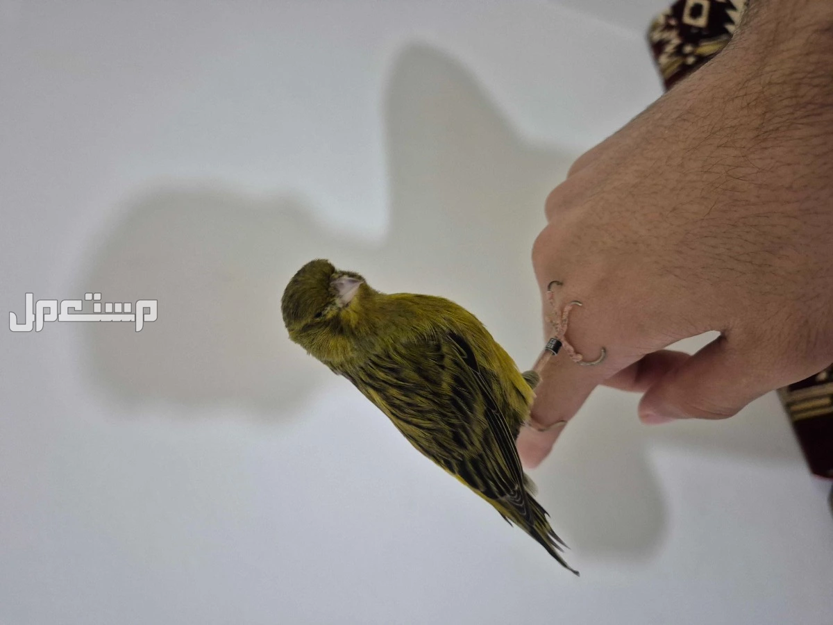 للبيع انثى كناري هولندي اليفه العمر سنه و شهر  في جدة بسعر 200 ريال سعودي