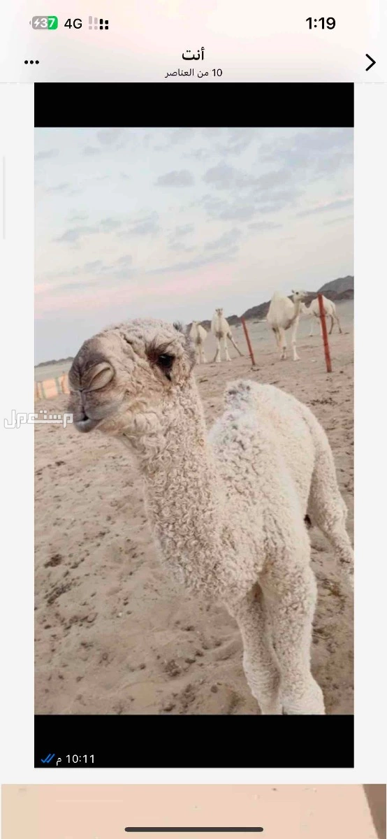 بعير اصفر ثني طيب معاه ابوه وانتاجه هذا انتاج ابوه