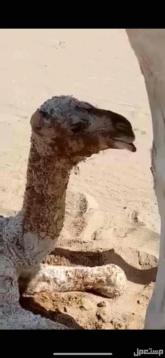 بعير اصفر ثني طيب معاه ابوه وانتاجه هذا انتاج ابوه