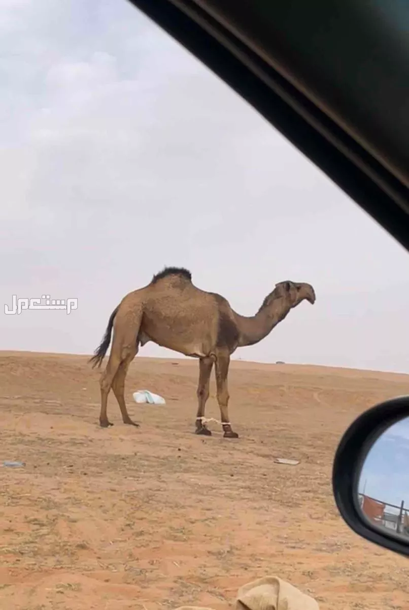 بعير اصفر ثني طيب معاه ابوه وانتاجه