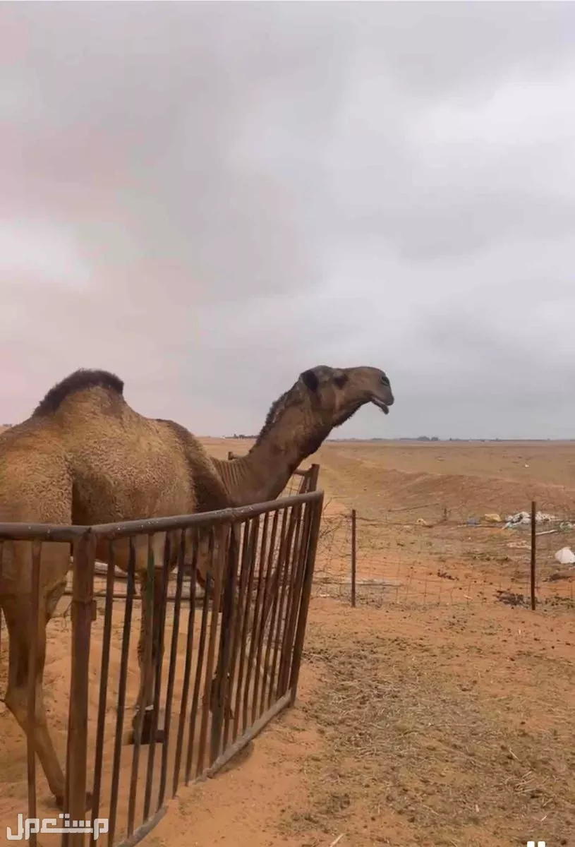 بعير اصفر ثني طيب معاه ابوه وانتاجه