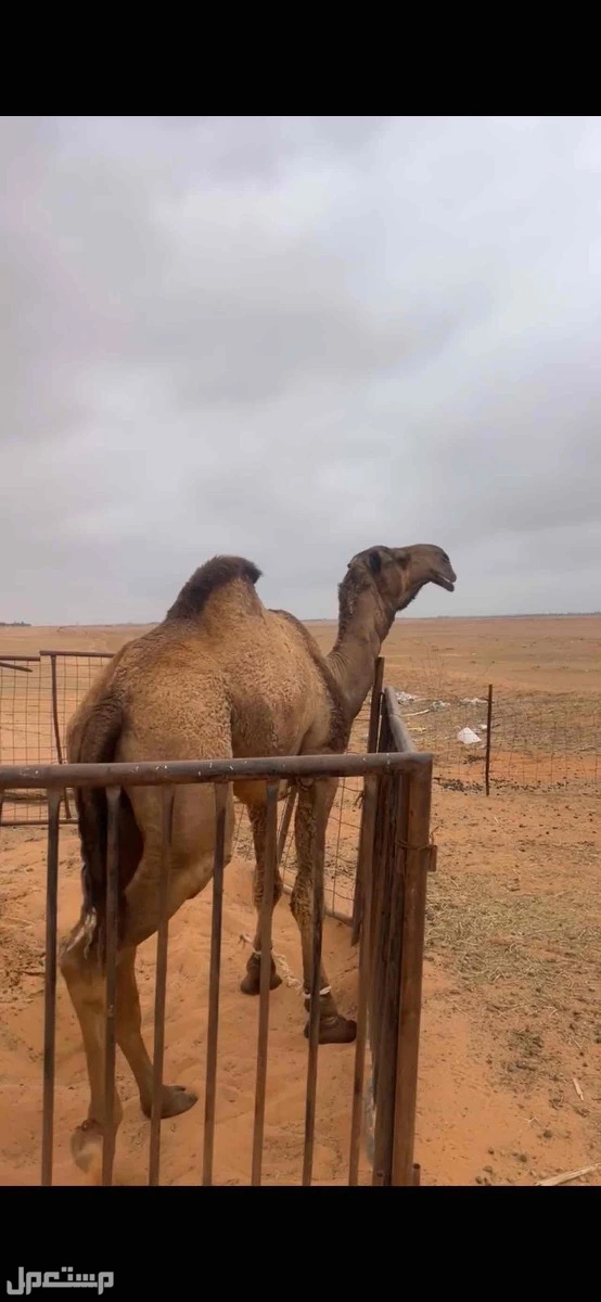 بعير اصفر ثني طيب معاه ابوه وانتاجه