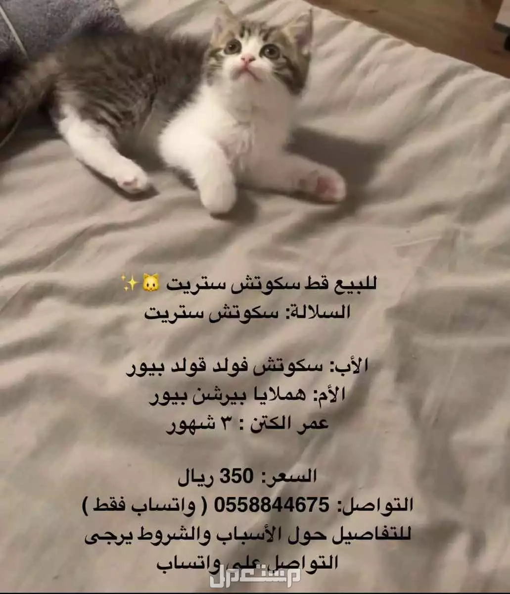 سكوتش ستريت 🐱✨ في الرس بسعر 350 ريال سعودي