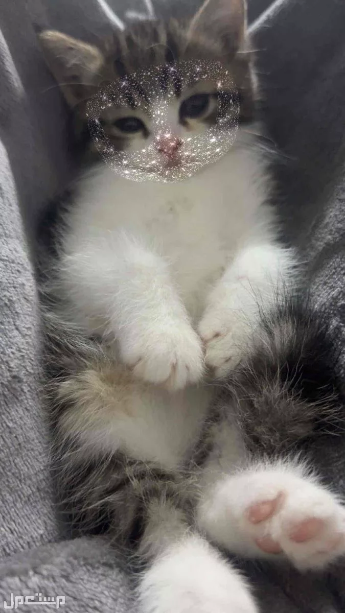 سكوتش ستريت 🐱✨ في الرس بسعر 350 ريال سعودي