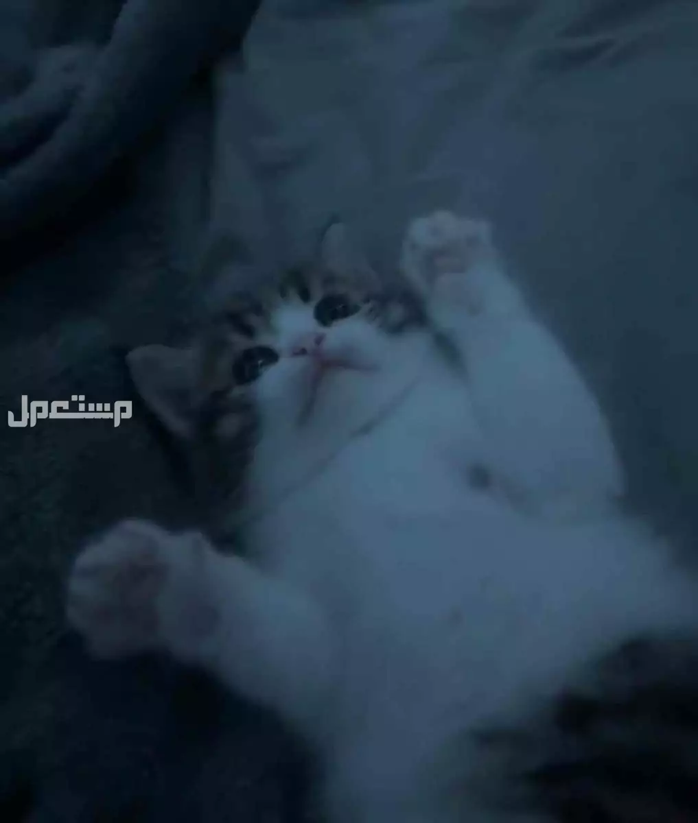سكوتش ستريت 🐱✨ في الرس بسعر 350 ريال سعودي