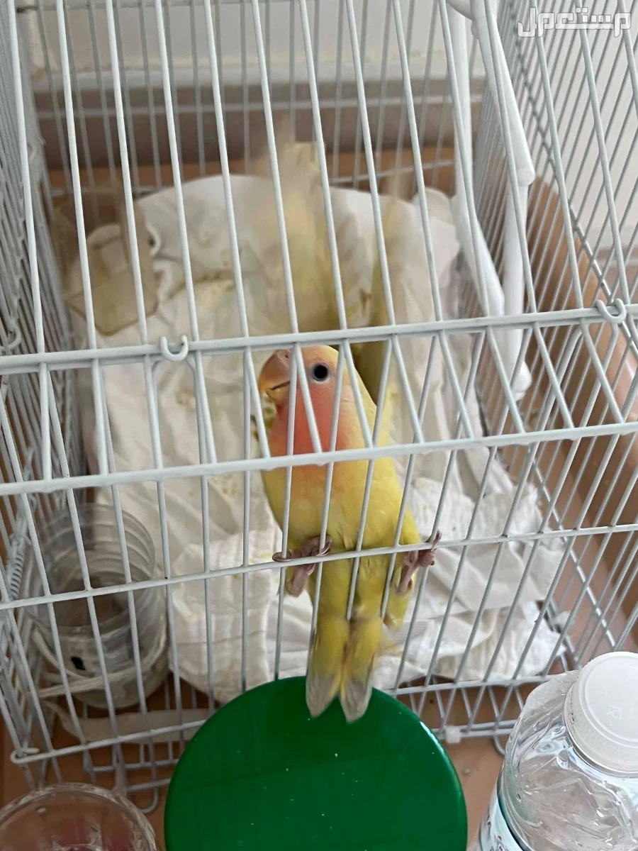 للبيع طيور روز في الخبر على سوم