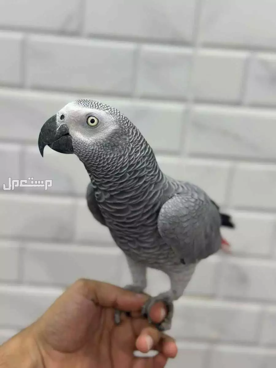 كاسكو  ببغاء متكلم الصحه ممتاز