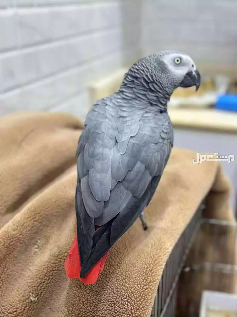 كاسكو  ببغاء متكلم الصحه ممتاز