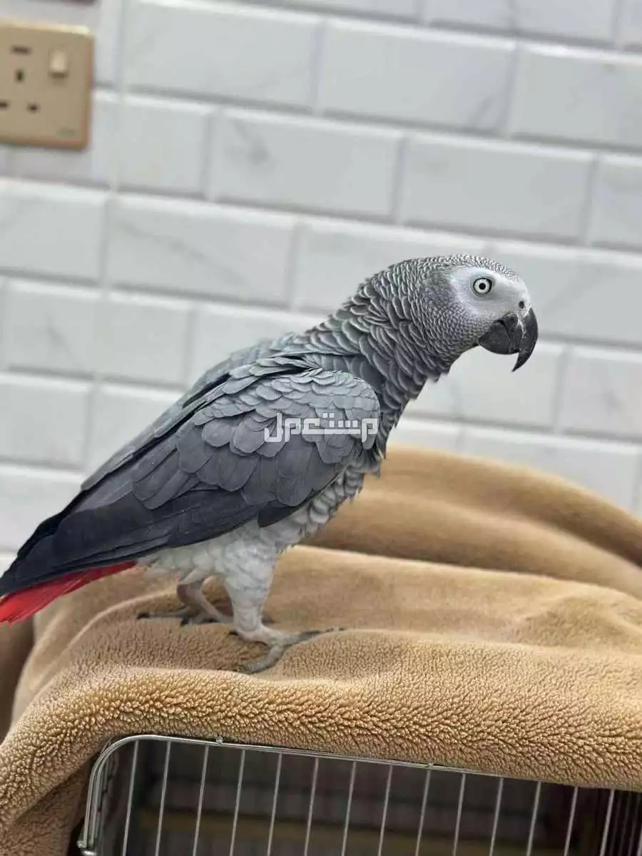 كاسكو  ببغاء متكلم الصحه ممتاز