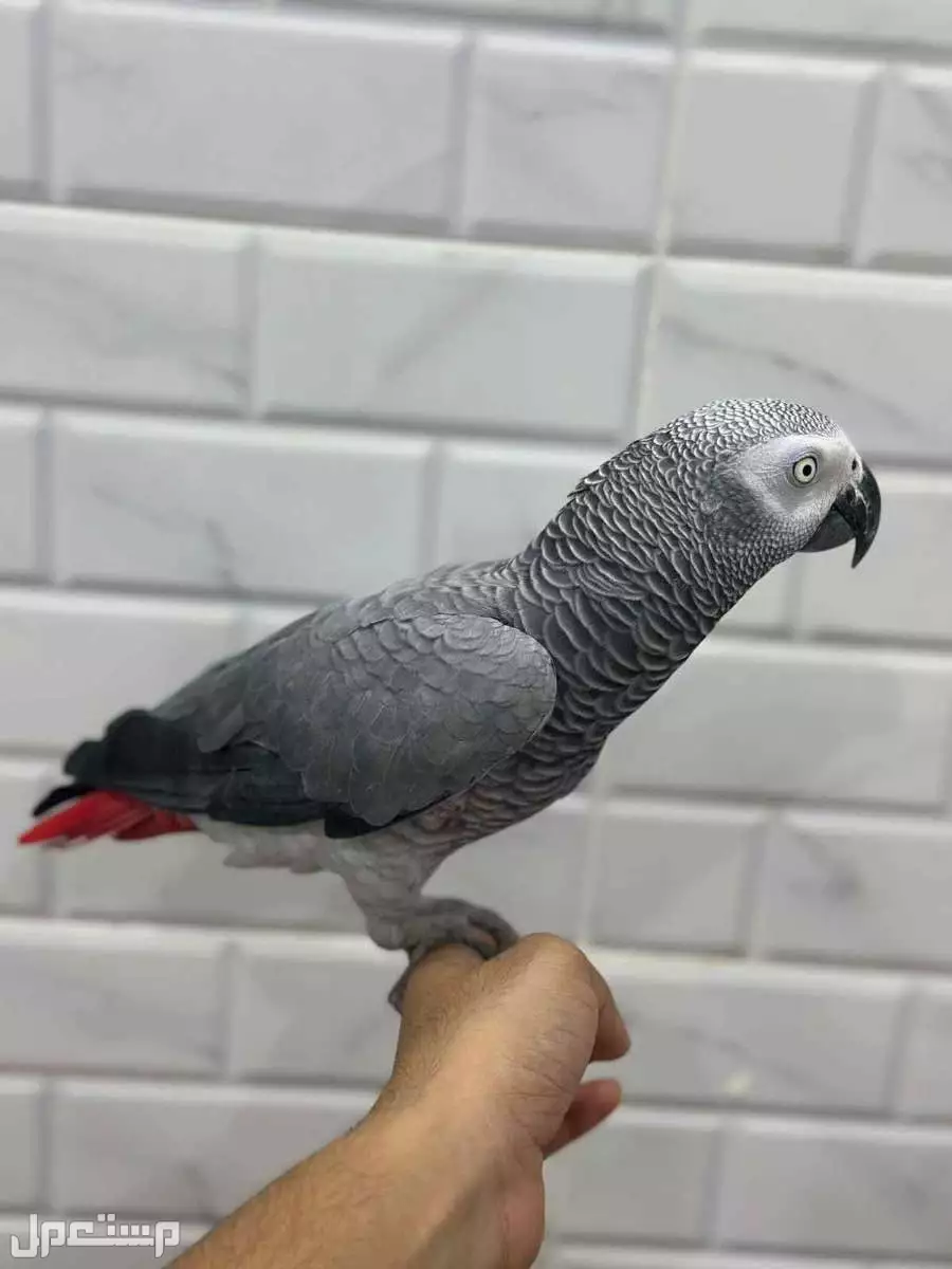 كاسكو  ببغاء متكلم الصحه ممتاز