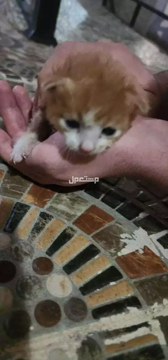 قطط للتبني اعمارها اسبوعين تقريبا