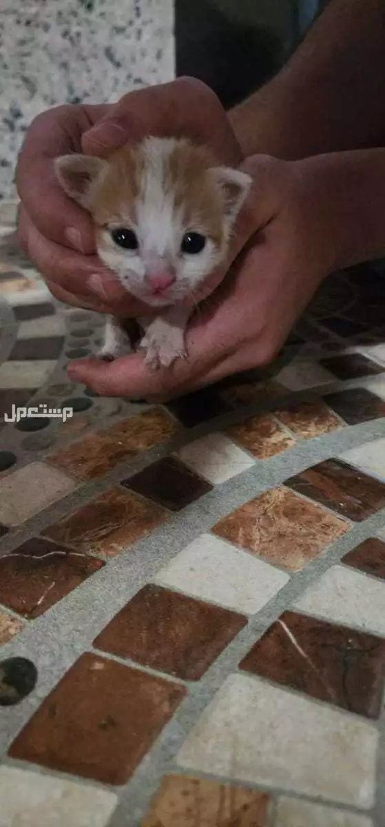 قطط للتبني اعمارها اسبوعين تقريبا