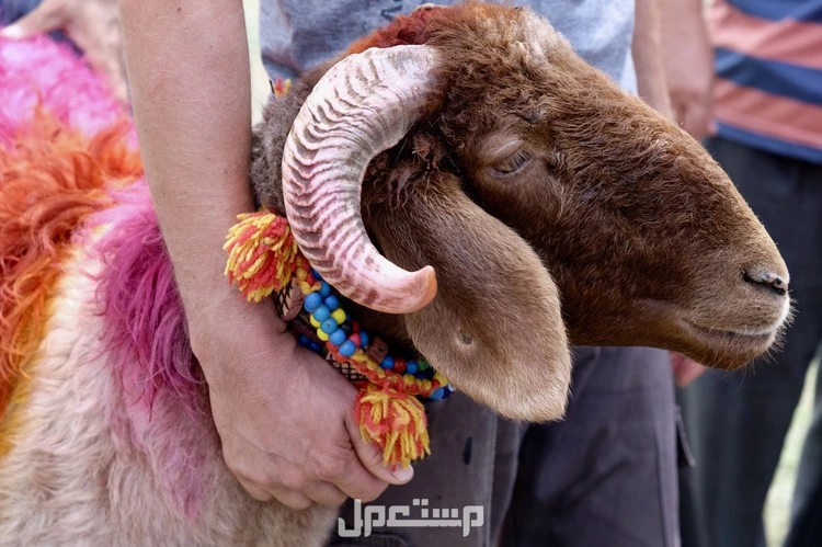 موعد عيد الأضحى 2025.. واجازة العيد للموظفين والطلاب 1446 اضحية العيد 2025