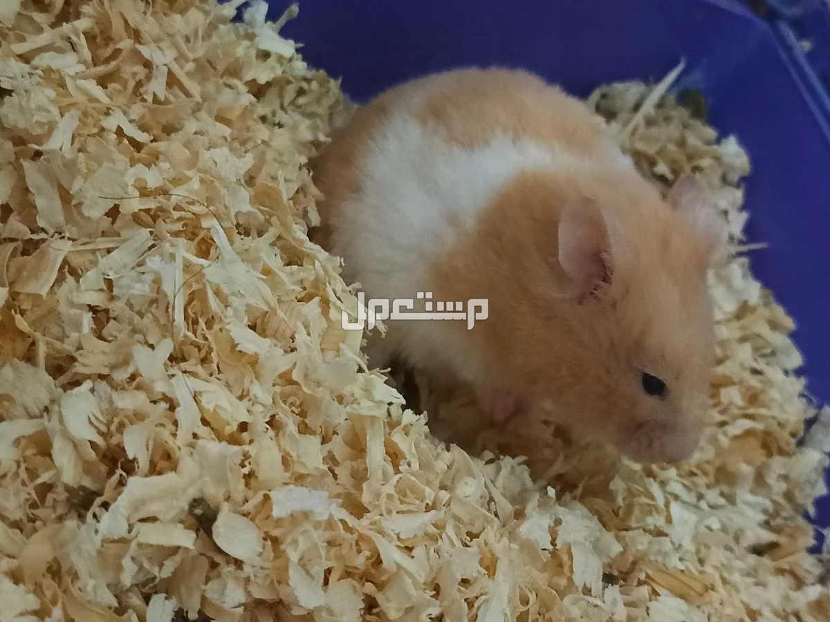 للبيع هامسترات سوري ذكرين و انثتين 100 و ذكر و انثى 50