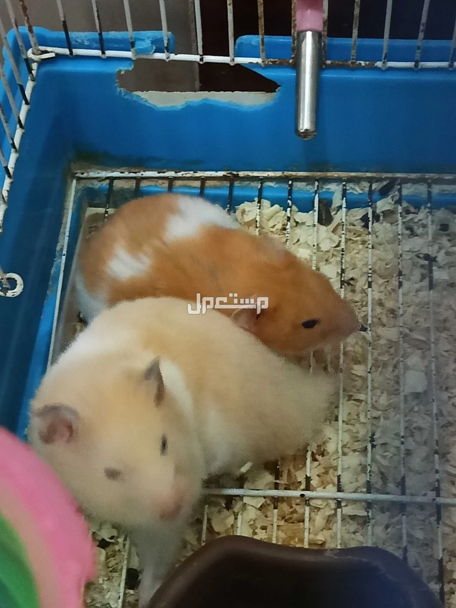 للبيع هامسترات سوري ذكرين و انثتين 100 و ذكر و انثى 50
