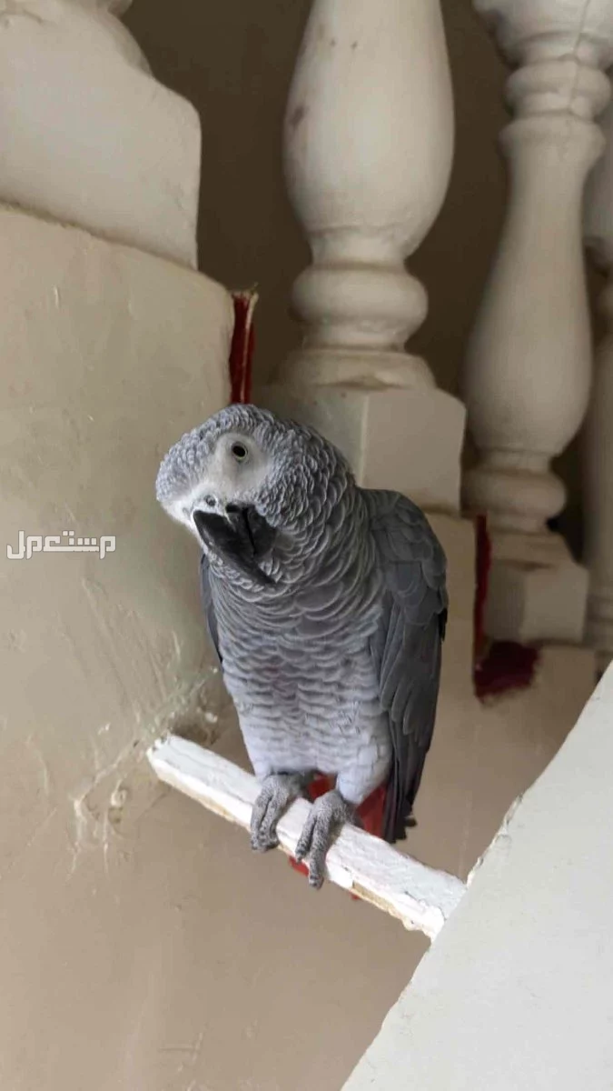 ببغاء افريقي كاسكو ضايع في السويدي سلطانه