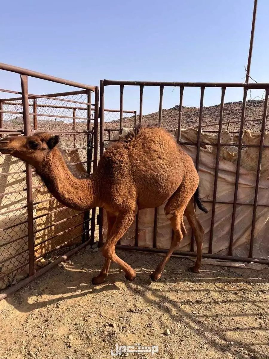 قعود لباني السن ثمان شهور السوم 4700