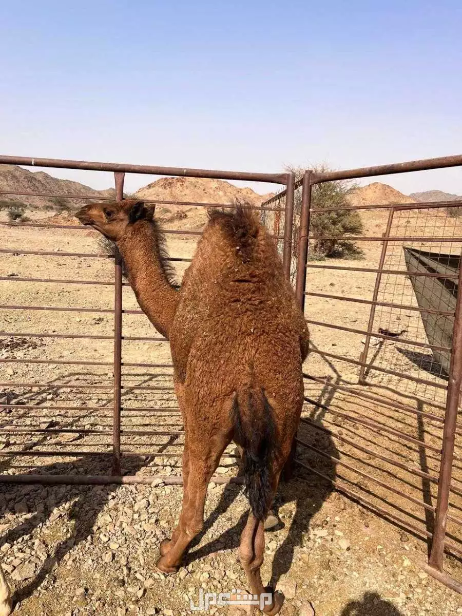 قعود لباني السن ثمان شهور السوم 4700