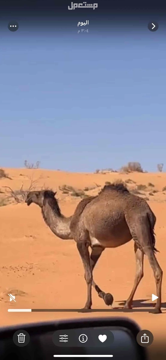 للبيع ابوه الازرق فحل عليان الطهيمي في حائل