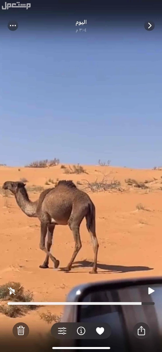 للبيع ابوه الازرق فحل عليان الطهيمي في حائل