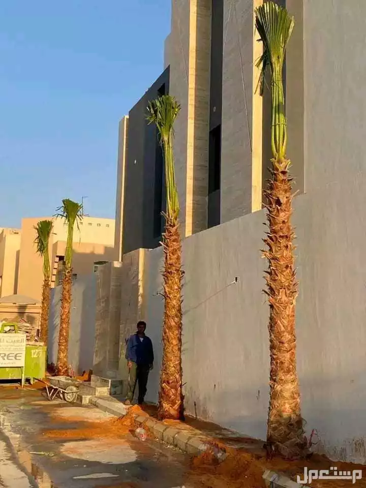 يوجد لدينا نخيل مثمر للبيع الرياض