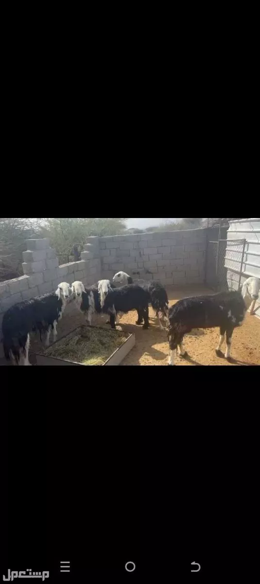 للبيع نعاج حيل في العلا السعر على السوم