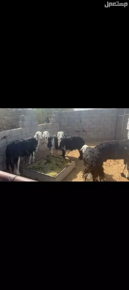 للبيع نعاج حيل في العلا السعر على السوم