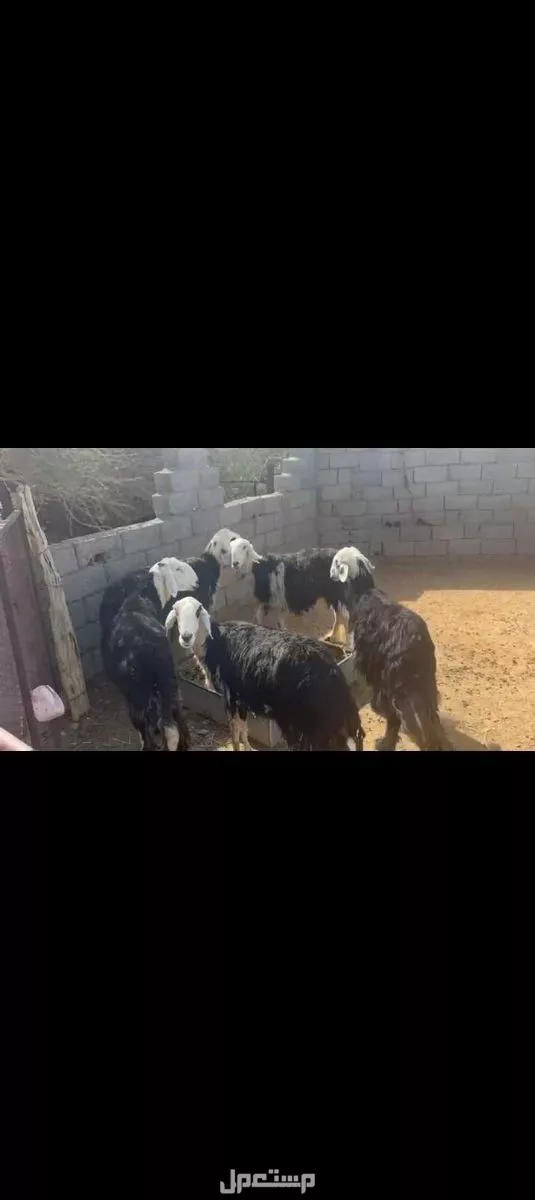 للبيع نعاج حيل في العلا السعر على السوم