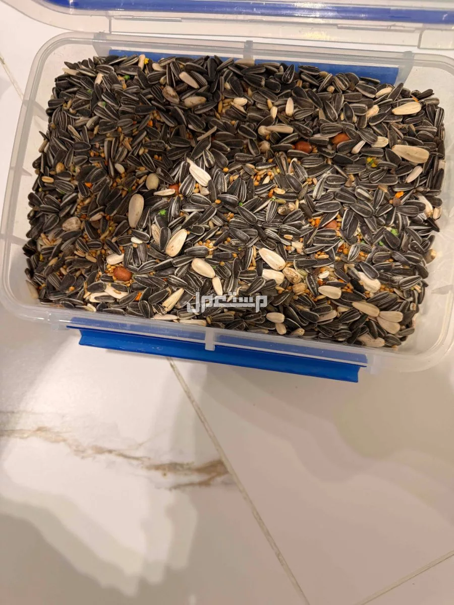 للبيع عصفور روز في الرياض بسعر 350 ريال سعودي