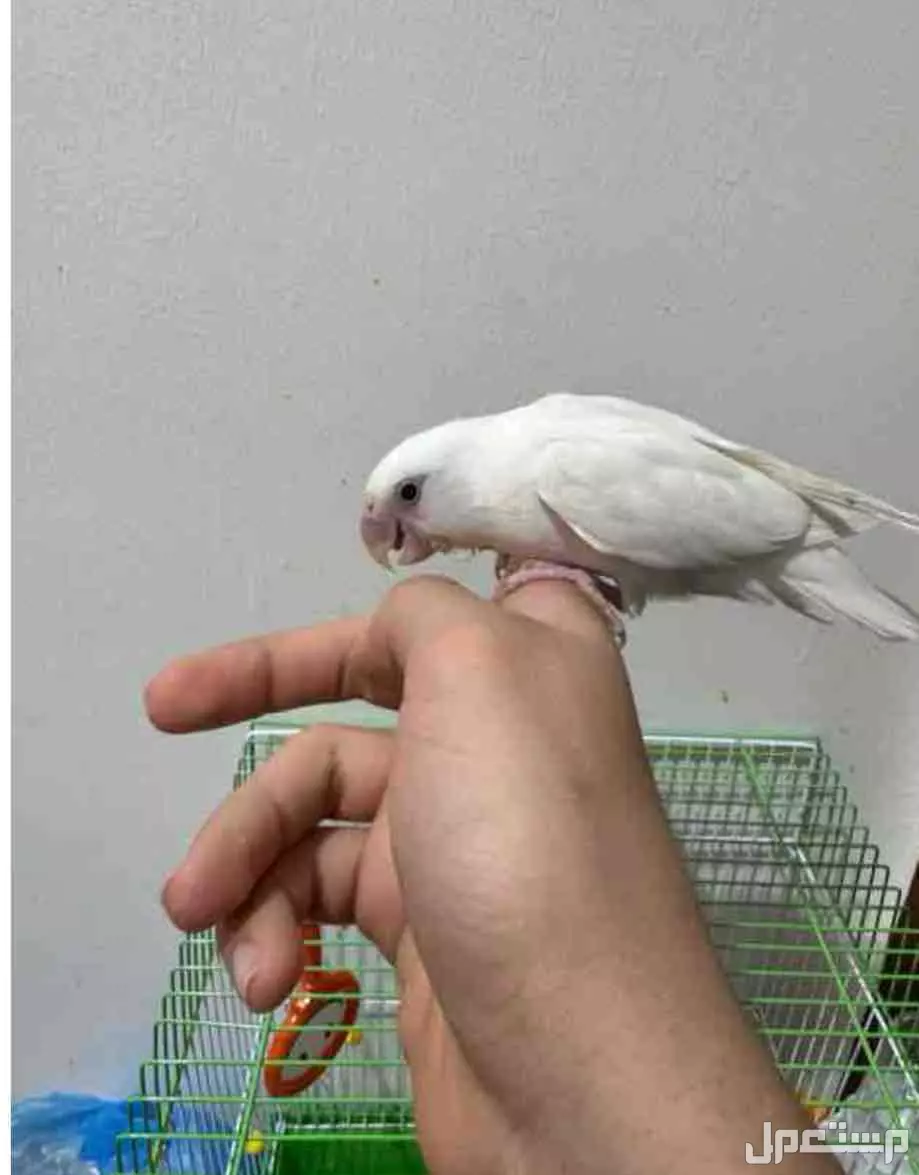بغبغاء روز بينو ابيض صافي عيون حمرا