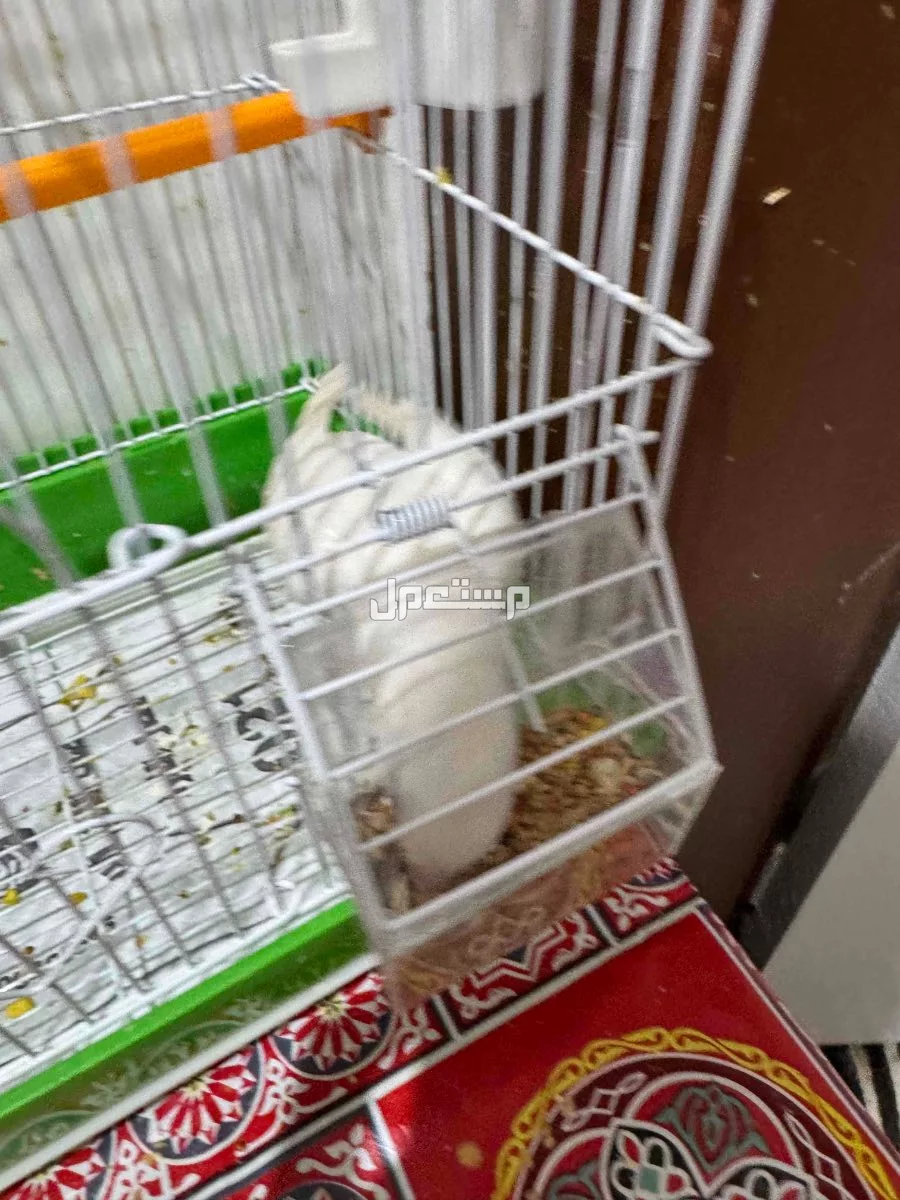 بغبغاء روز بينو ابيض صافي عيون حمرا