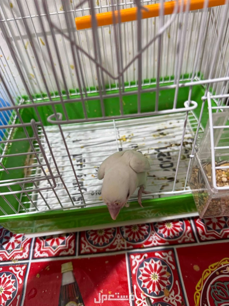 بغبغاء روز بينو ابيض صافي عيون حمرا