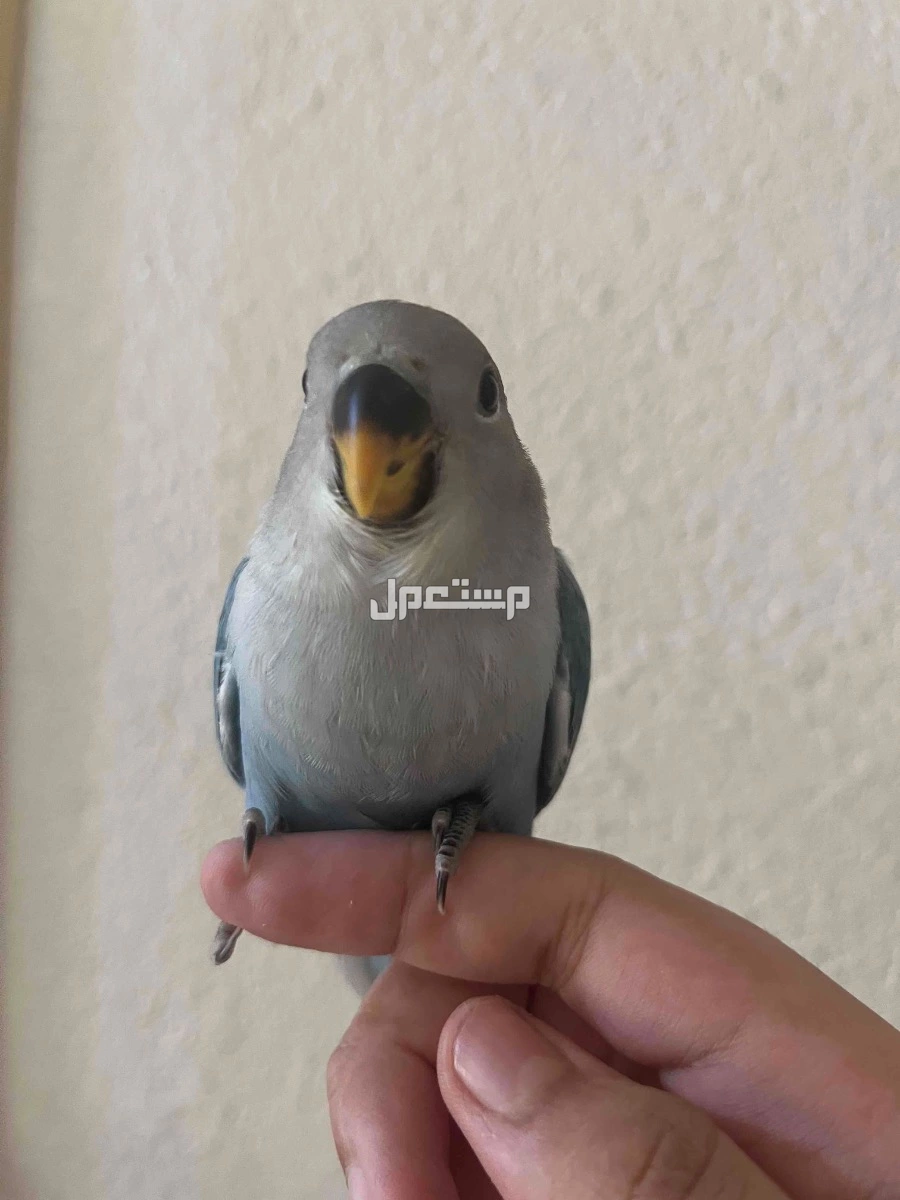 طير روز أليف هدد داخلي لون ازرق سماوي